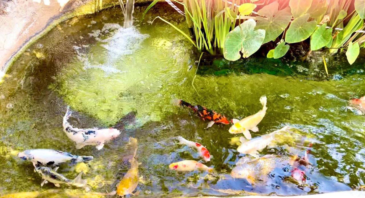 Apartment Oasis Garden *